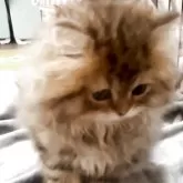 ペルシャ(チンチラ)【埼玉県・男の子・2025年11月18日・チンチラゴールデン】の写真3