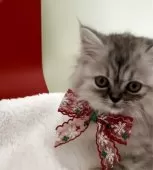 ミヌエット(長足)【埼玉県・女の子・2025年10月6日・シルバーパッチドタビー】の写真14