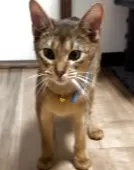 アビシニアン【埼玉県・男の子・2025年4月14日・ルディー】の写真4