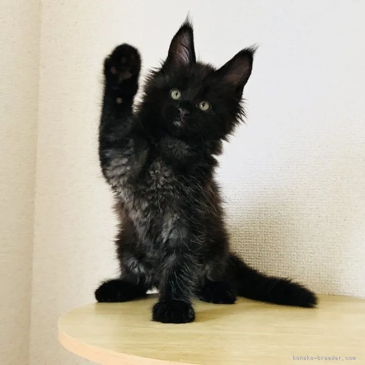 ID:2306-01254の子猫
