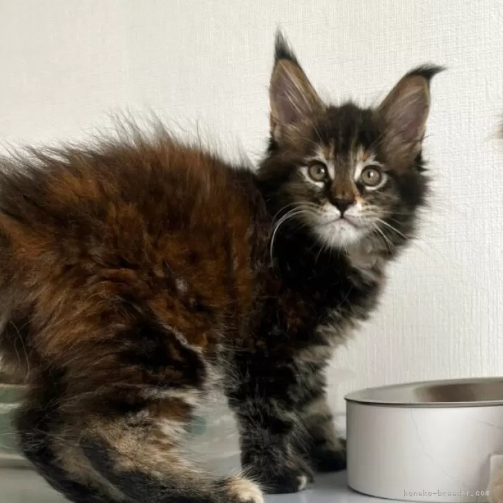 ID:2507-00898の子猫
