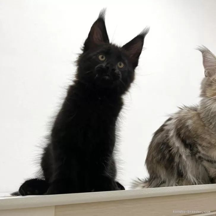 ユウキ 様のお迎えした子猫