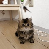 ラムキン