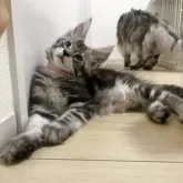 メインクーン