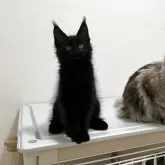 メインクーン【埼玉県・男の子・2025年6月21日・ブラックスモーク】の写真2