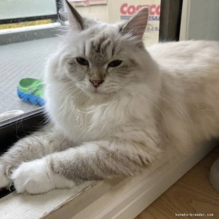ID:2305-03233の子猫