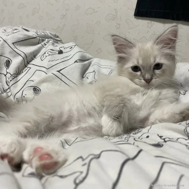 ID：2305-03231の子猫