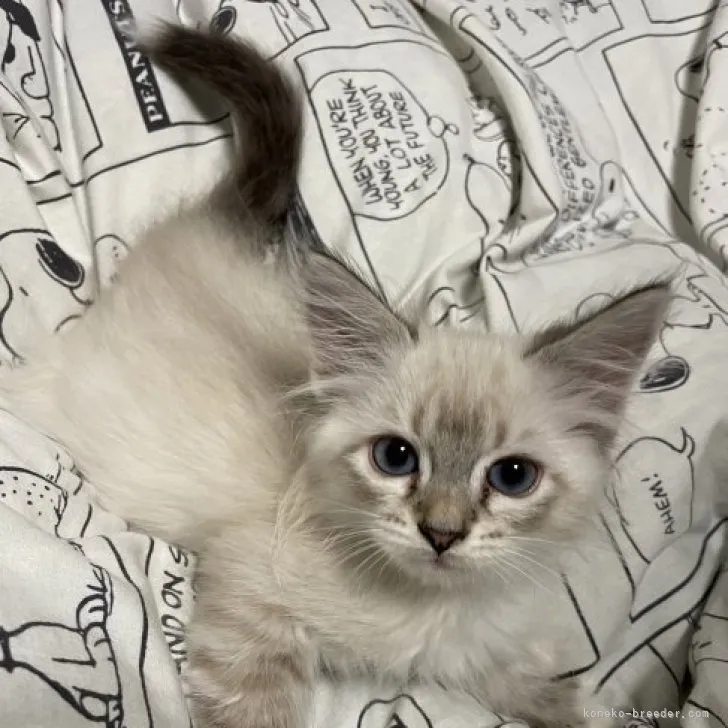 ID：2305-03224の子猫