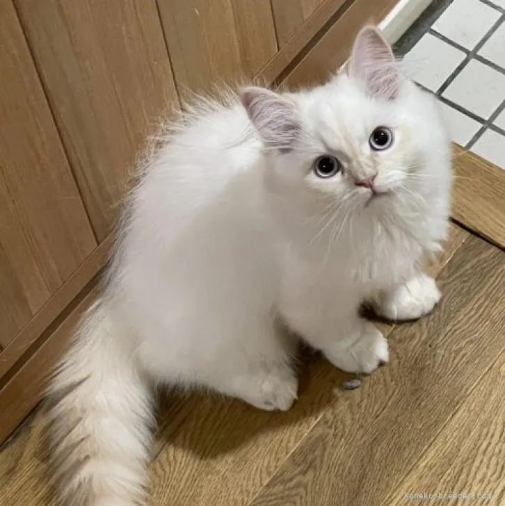 ID：2211-00513の子猫