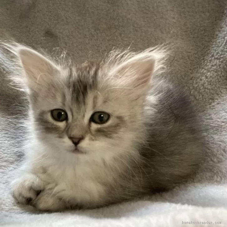 サイベリアン【兵庫県・女の子・2023年11月3日・シルバータビー&amp;ホワイト】の写真1