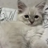 サイベリアン【兵庫県・男の子・2023年3月31日・ブルーリンクスポイント】の写真2「6/10撮影」