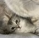 サイベリアン【兵庫県・女の子・2023年11月3日・シルバータビー&ホワイト】の写真2