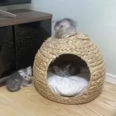 サイベリアン【兵庫県・女の子・2023年11月3日・シルバータビー&ホワイト】の写真3「ハウスの上に乗ってる子」