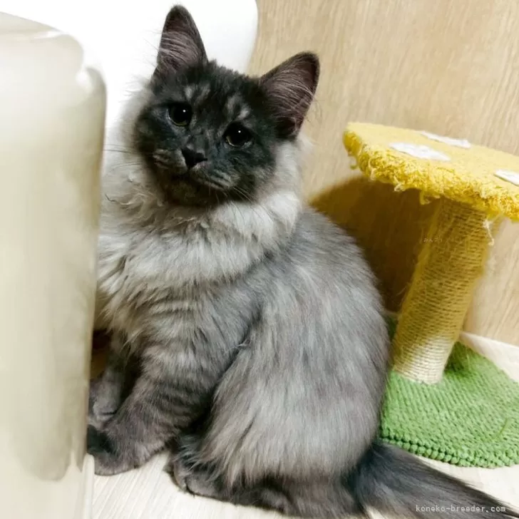 R.T 様のお迎えした子猫