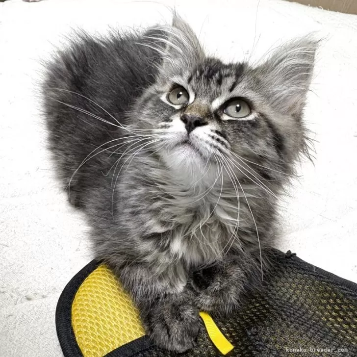 ID：2602-01804の子猫
