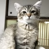 サイベリアン