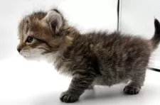 サイベリアン【大阪府・男の子・2025年12月30日・ブラウンタビー】の写真3