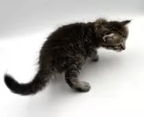 サイベリアン【大阪府・女の子・2025年12月30日・ブルータビー&ホワイト】の写真4