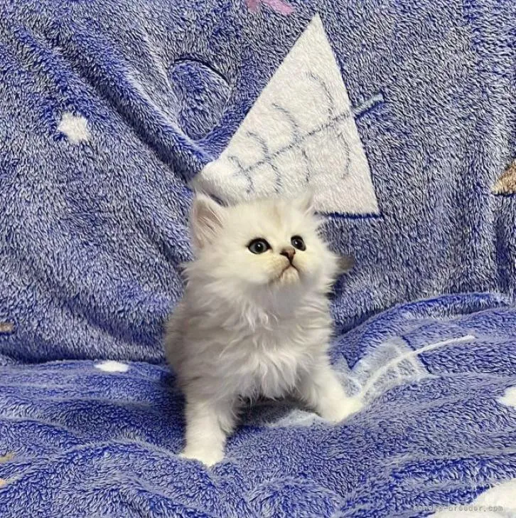 ID:2301-01947の子猫