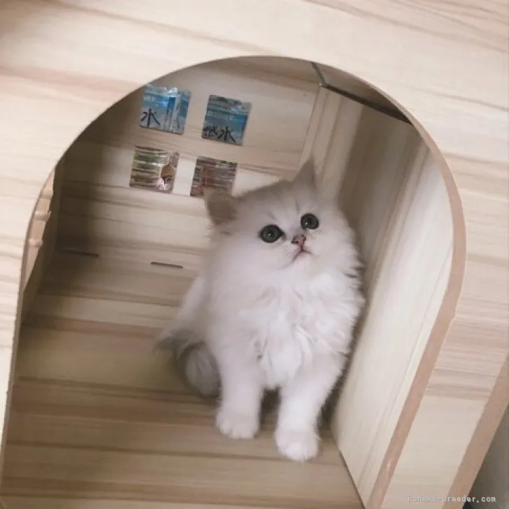 ID:2305-01281の子猫