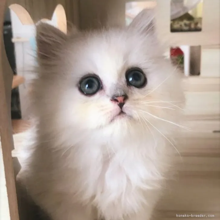 ID：2307-02233の子猫