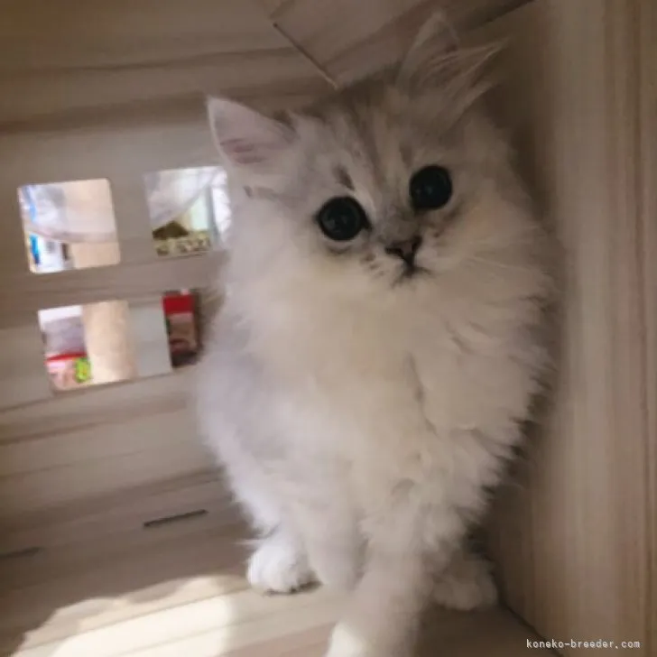 ID:2306-02172の子猫