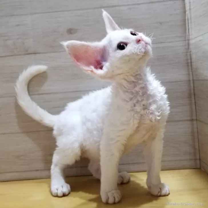 ID：2406-00206の子猫