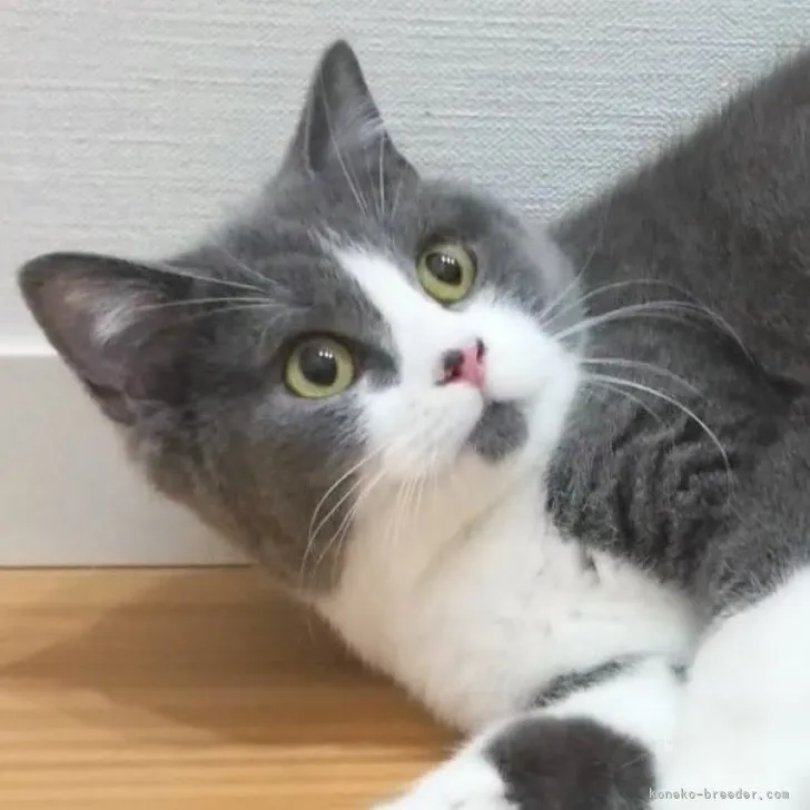 ID：2303-02792の子猫