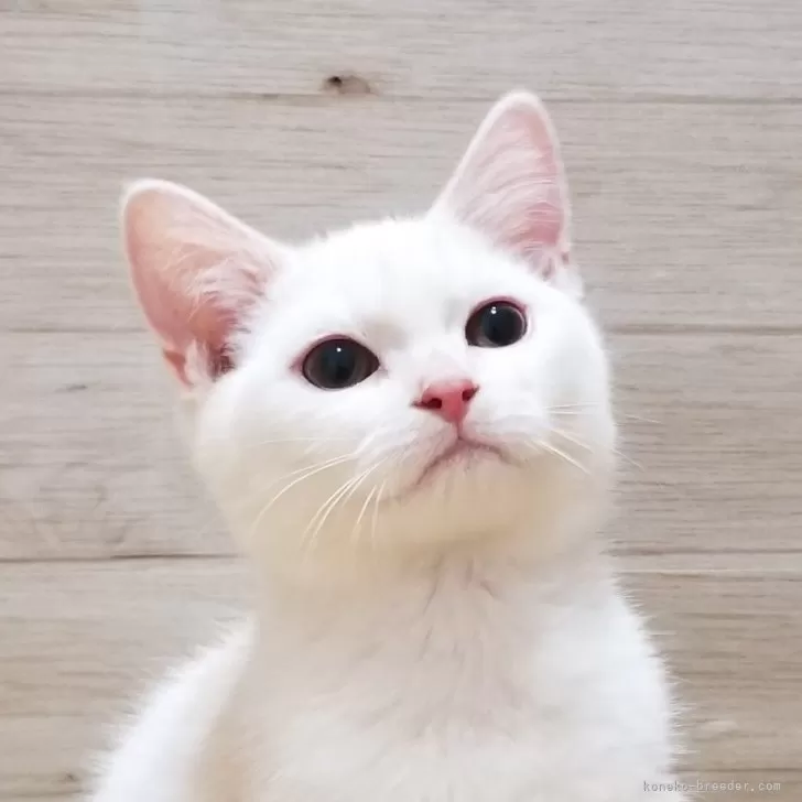 ID：2405-03289の子猫