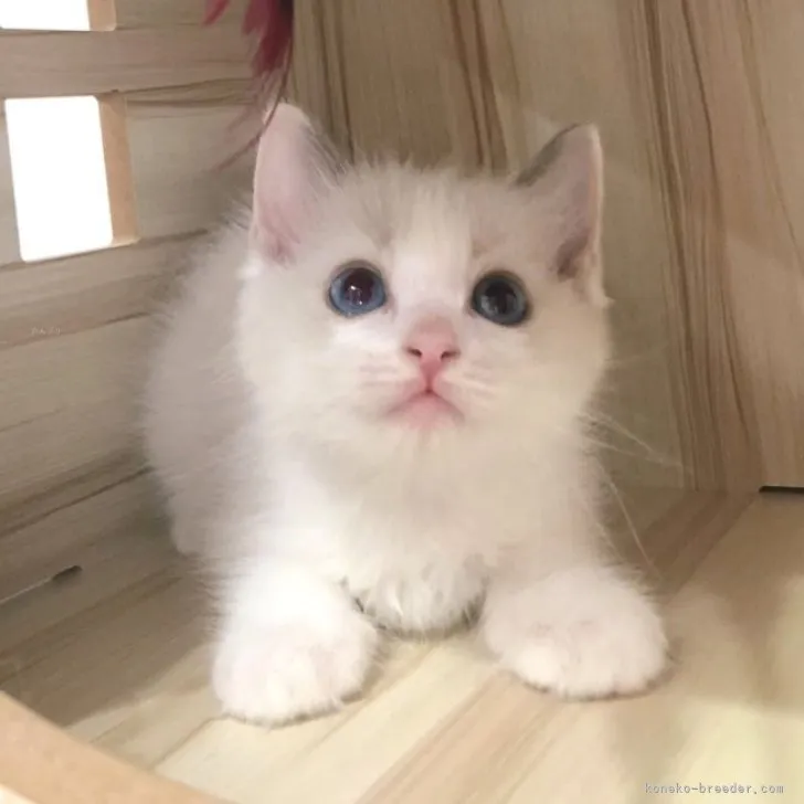ID:2310-00099の子猫