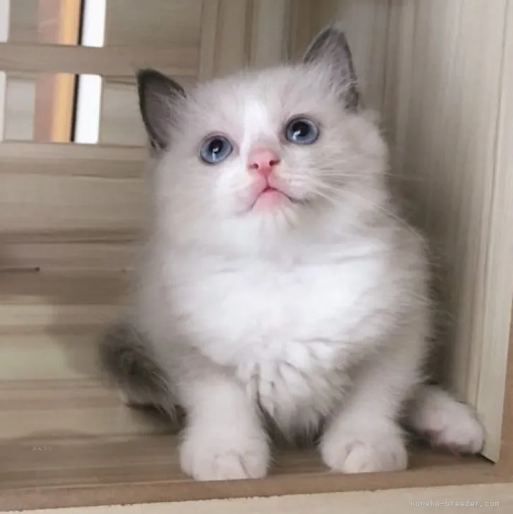 ID:2310-00100の子猫