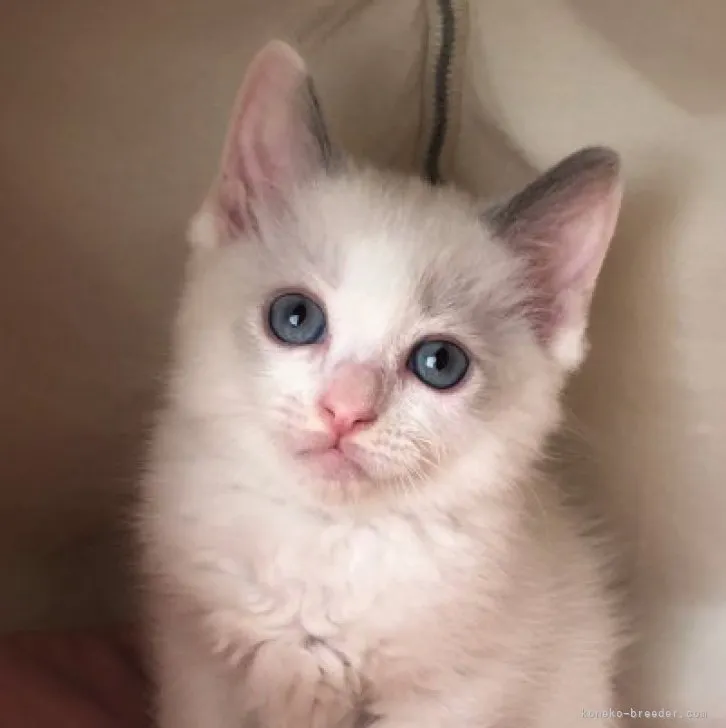 ID：2307-00077の子猫