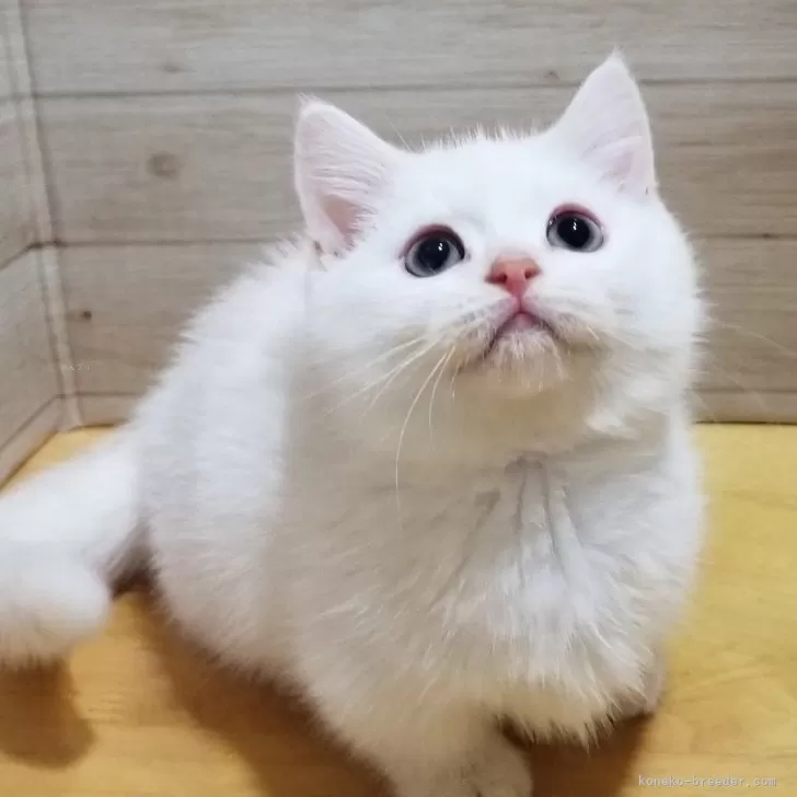 ID:2404-03259の子猫