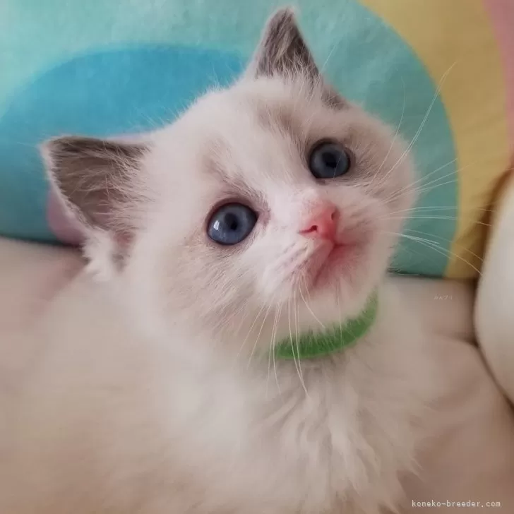 ID：2402-00005の子猫