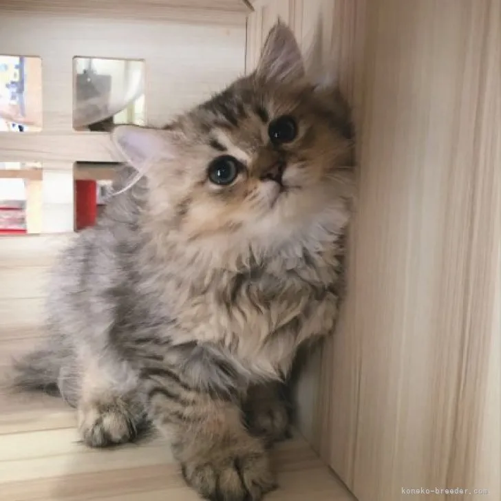 ID：2308-03107の子猫