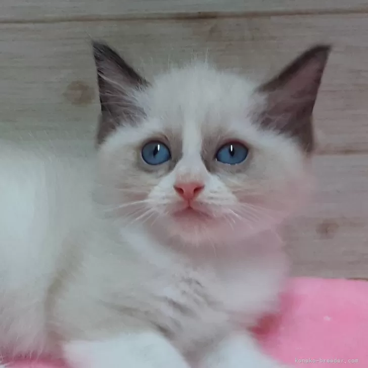 ID：2410-01546の子猫