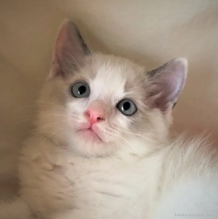 ID:2307-00076の子猫