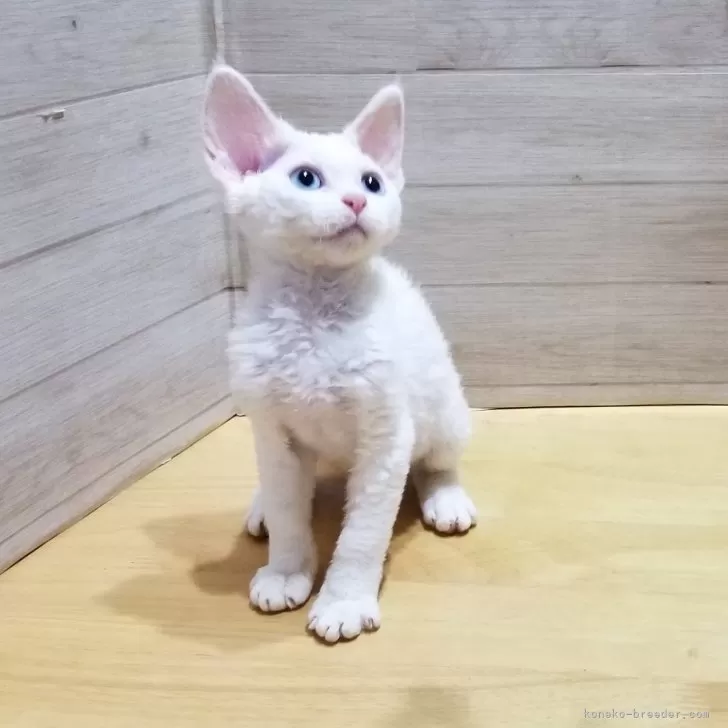 ID：2406-00203の子猫