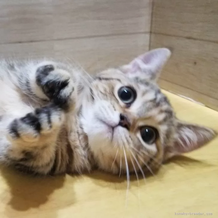 ID：2404-03257の子猫