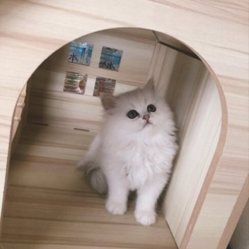 ペルシャ(チンチラ)【岐阜県・女の子・2023年4月11日・シルバー（ふわふわ長毛）】の写真「とても　可愛い女の子」