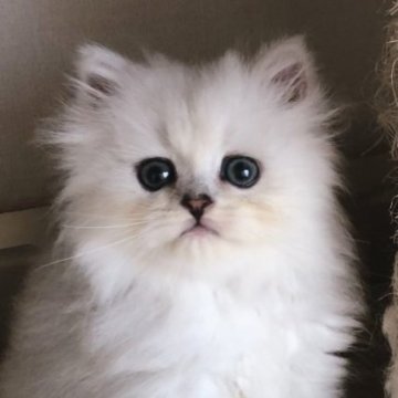 ペルシャ(チンチラ)【岐阜県・男の子・2023年5月26日・シルバー（ふわふわ）】の写真「瞳の大きな仲良し兄弟」