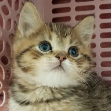 ミヌエット【岐阜県・男の子・2023年10月23日・ブラウンタビー】の写真「人懐っこい仲良し兄弟」