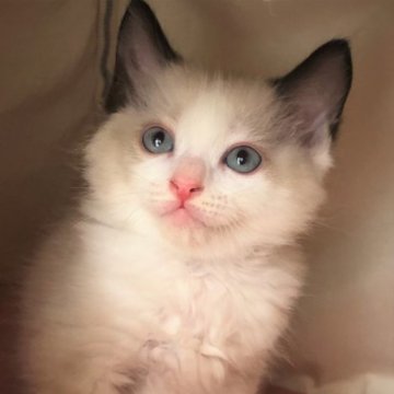 ラグドール【岐阜県・男の子・2023年5月11日・シールポイント バイカラー】の写真「ほっこりした仲良し兄弟」