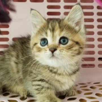 ミヌエット【岐阜県・女の子・2023年10月23日・ブラウンタビー】の写真「人懐っこい仲良し兄弟」