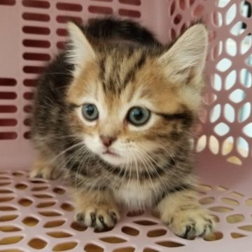 ミヌエット(短足)【岐阜県・男の子・2023年10月23日・ブラウンタビー】の写真「人懐っこい仲良し兄弟」