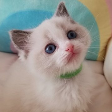 ラグドール【岐阜県・男の子・2023年12月18日・ブルーポイントバイカラー（ふんわり）】の写真「元気いっぱい」