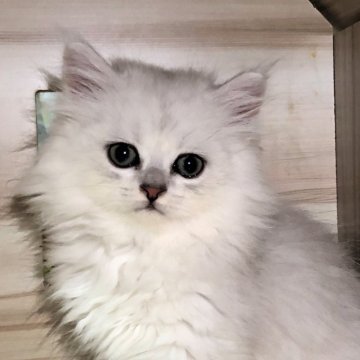 ペルシャ(チンチラ)【岐阜県・男の子・2023年5月30日・シルバー】の写真「仲良し兄弟」