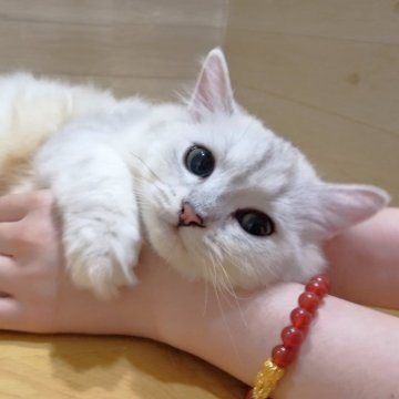 ペルシャ(チンチラ)【岐阜県・男の子・2024年3月11日・チンチラシルバー】の写真「おとなしい子です。」