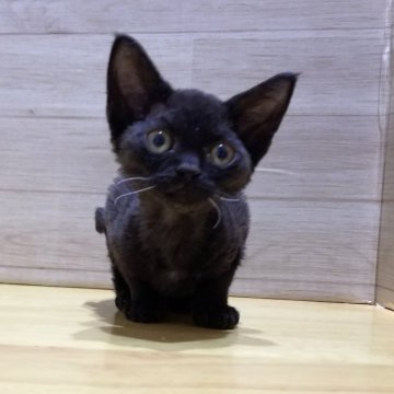 デボンレックス【岐阜県・女の子・2024年3月23日・ブラック】の写真「漆黒です。」