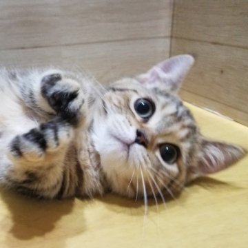 ミヌエット(短足)【岐阜県・女の子・2024年2月26日・ブラウンタビー】の写真「パッチリお目目」